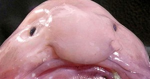 blobfish-psychrolutes-marcidus